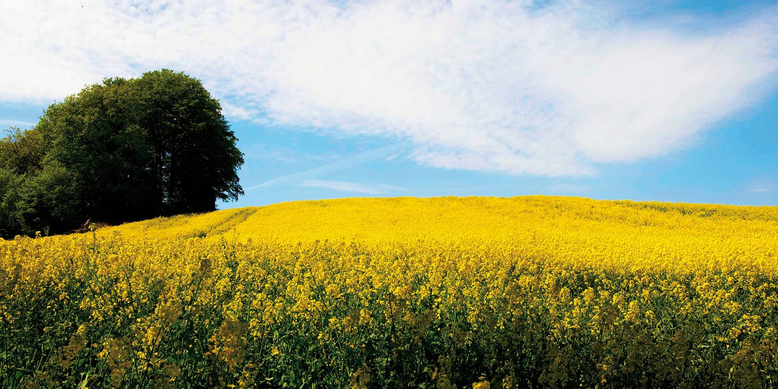 Familienbetriebe Land und Forst Schleswig Holstein Mitgliedsbetriebe