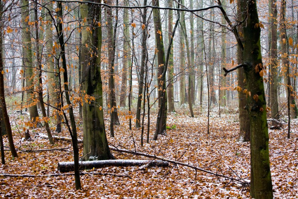 Arbeitsgemeinschaft des Grundbesitzes