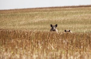 Familienbetriebe Land und Forst Schleswig-Holstein e.V.